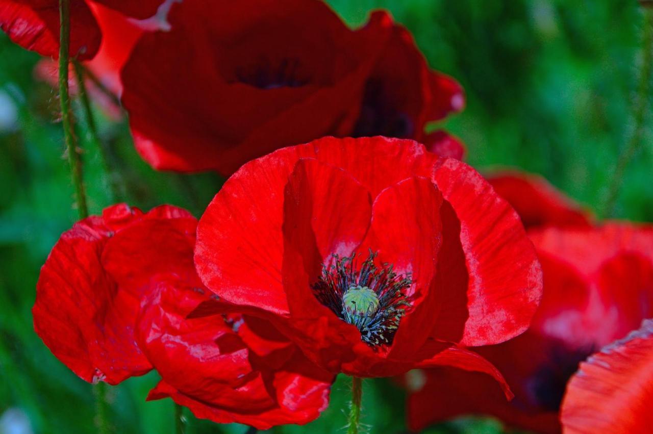 Poppy Flower Apartment 布达佩斯 外观 照片