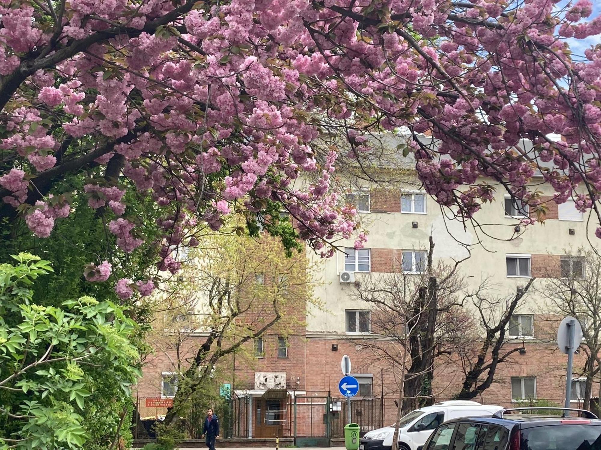 Poppy Flower Apartment 布达佩斯 外观 照片